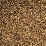 Maggot Kering