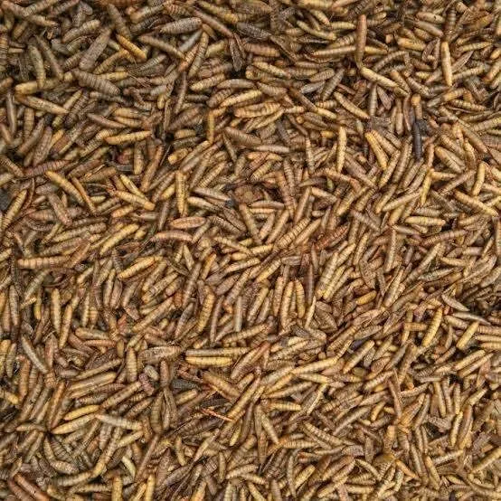 Maggot Kering