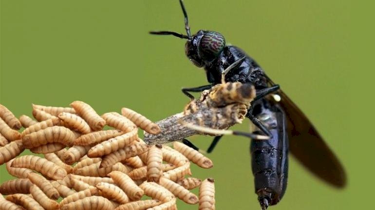 maggot dari lalat BSF